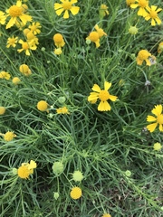 Helenium amarum amarum