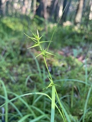 Carex collinsii