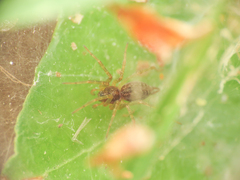 Allagelena gracilens