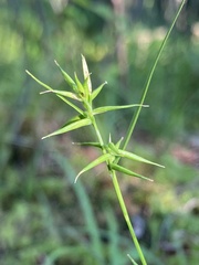 Carex collinsii