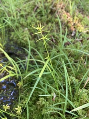 Carex collinsii