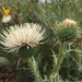 Peregrine Thistle - Photo (c) Liam O'Brien, some rights reserved (CC BY-NC), uploaded by Liam O'Brien