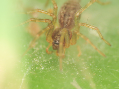 Allagelena gracilens