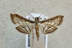 Marasmia cochrusalis