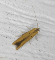 Batrachedra pinicolella