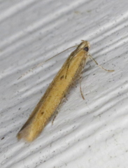 Batrachedra pinicolella