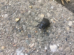 Lucanus placidus