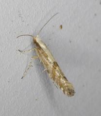 Argyresthia conjugella