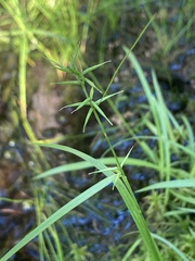 Carex collinsii
