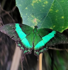 Papilio palinurus