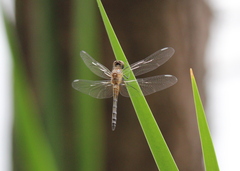 Pachydiplax longipennis