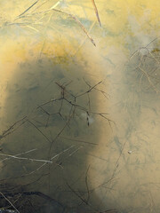 Potamogeton trichoides