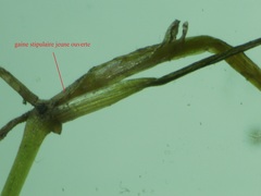 Potamogeton trichoides