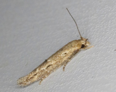 Mompha brevivittella