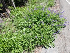 Lupinus burkei
