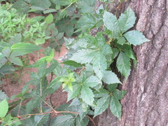 Parthenocissus quinquefolia