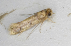 Niditinea fuscella