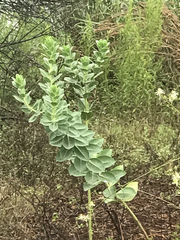 Euphorbia marginata