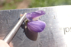 Lupinus burkei