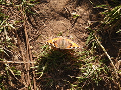 Aglais urticae