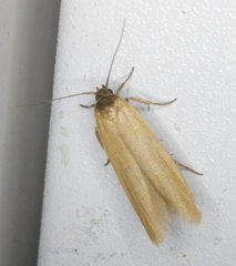 Holcocera immaculella