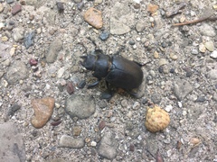 Lucanus placidus