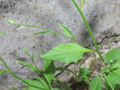 Crepis pulchra