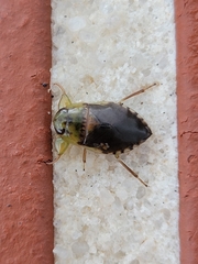 Pelocoris