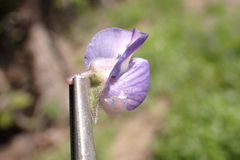 Lupinus burkei