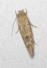 Mompha brevivittella
