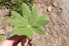 Lupinus burkei