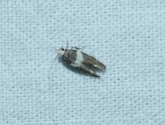 Recurvaria leucatella