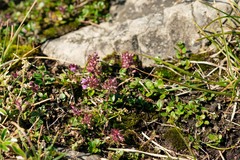 Thymus praecox polytrichus