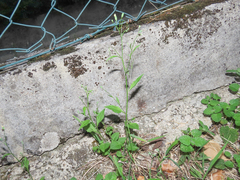 Crepis pulchra