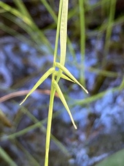 Carex collinsii