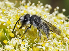 Andrena chalcogastra