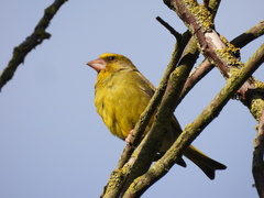 Chloris chloris