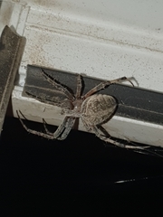 Larinioides sclopetarius