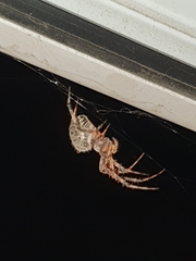 Larinioides sclopetarius