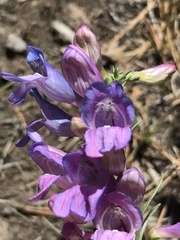 Penstemon comarrhenus