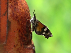 Libytheana carinenta