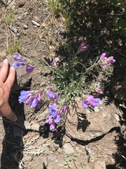 Penstemon comarrhenus