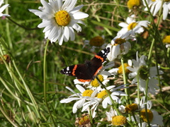 Vanessa atalanta
