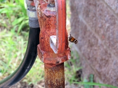 Libytheana carinenta