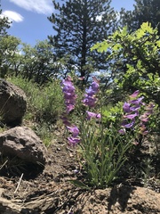 Penstemon comarrhenus