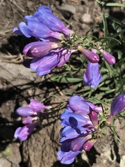 Penstemon comarrhenus