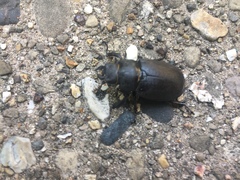 Lucanus placidus
