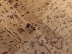 Camponotus variegatus