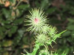 Ptilostemon strictus