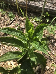 Hybanthus concolor